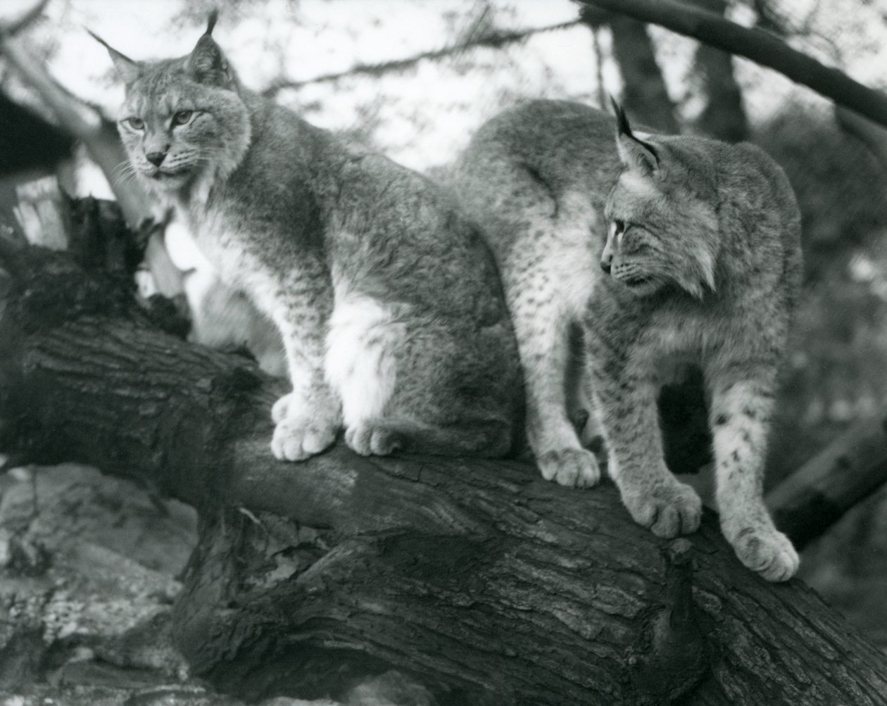 Dva rysi severní, jeden sedící a jeden stojící, na větvi, londýnská zoo, říjen 1925 od Frederick William Bond