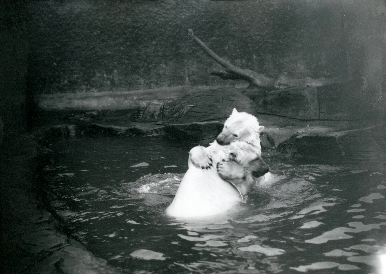 Dva lední medvědi, včetně mláděte, objímání a hraní si v bazénu v londýnské zoo, červen 1922 od Frederick William Bond