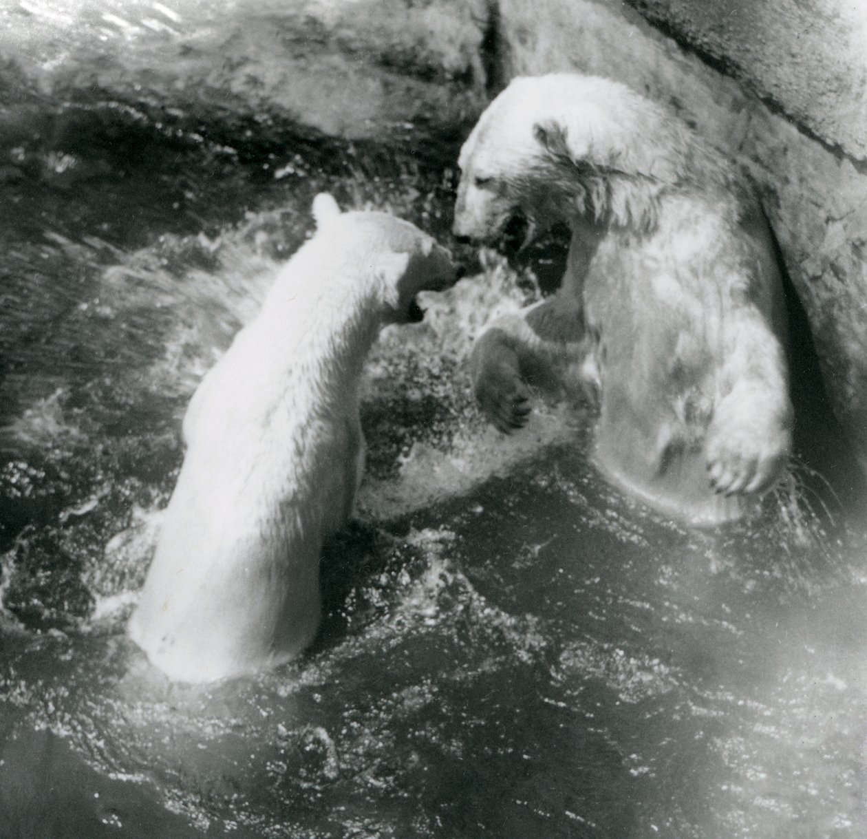 Dva lední medvědi řádí ve svém bazénu. Londýnská zoologická zahrada v roce 1926 od Frederick William Bond