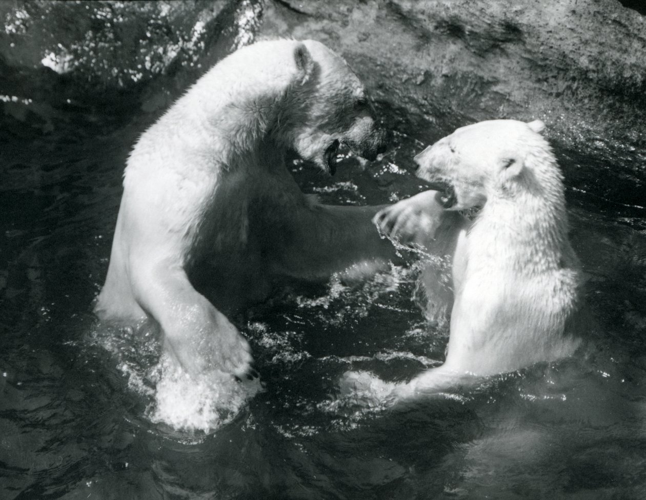 Dva lední medvědi dovádějící ve svém bazénu v londýnské zoo v roce 1926 od Frederick William Bond