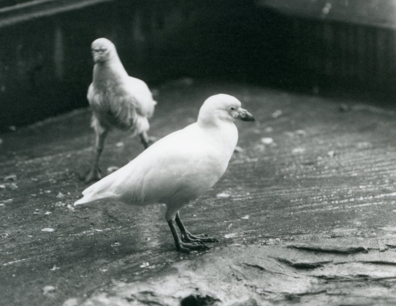 Dva Sheathbills Snowy stojící a kráčející po zemi v londýnské zoo, srpen 1927 od Frederick William Bond