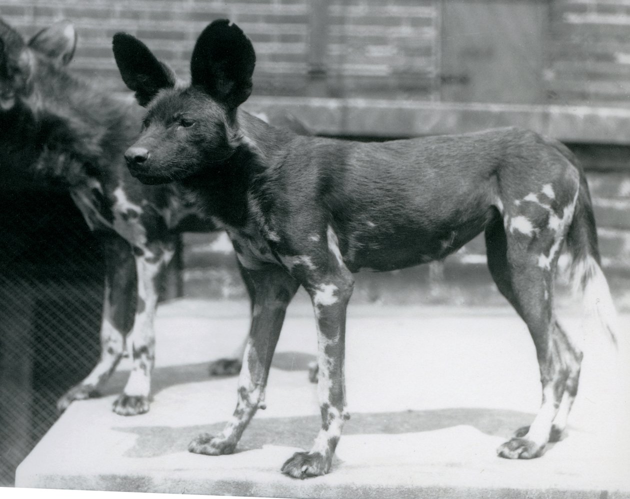Dva somálští divocí psi v londýnské zoo, červenec 1925 od Frederick William Bond