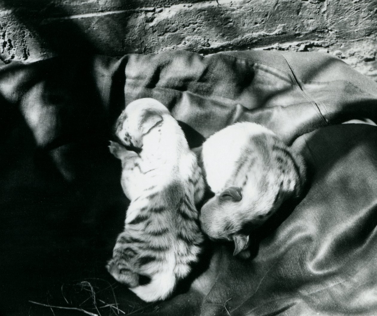 Dvě mláďata hyeny pruhované v londýnské zoo, asi 1914 od Frederick William Bond