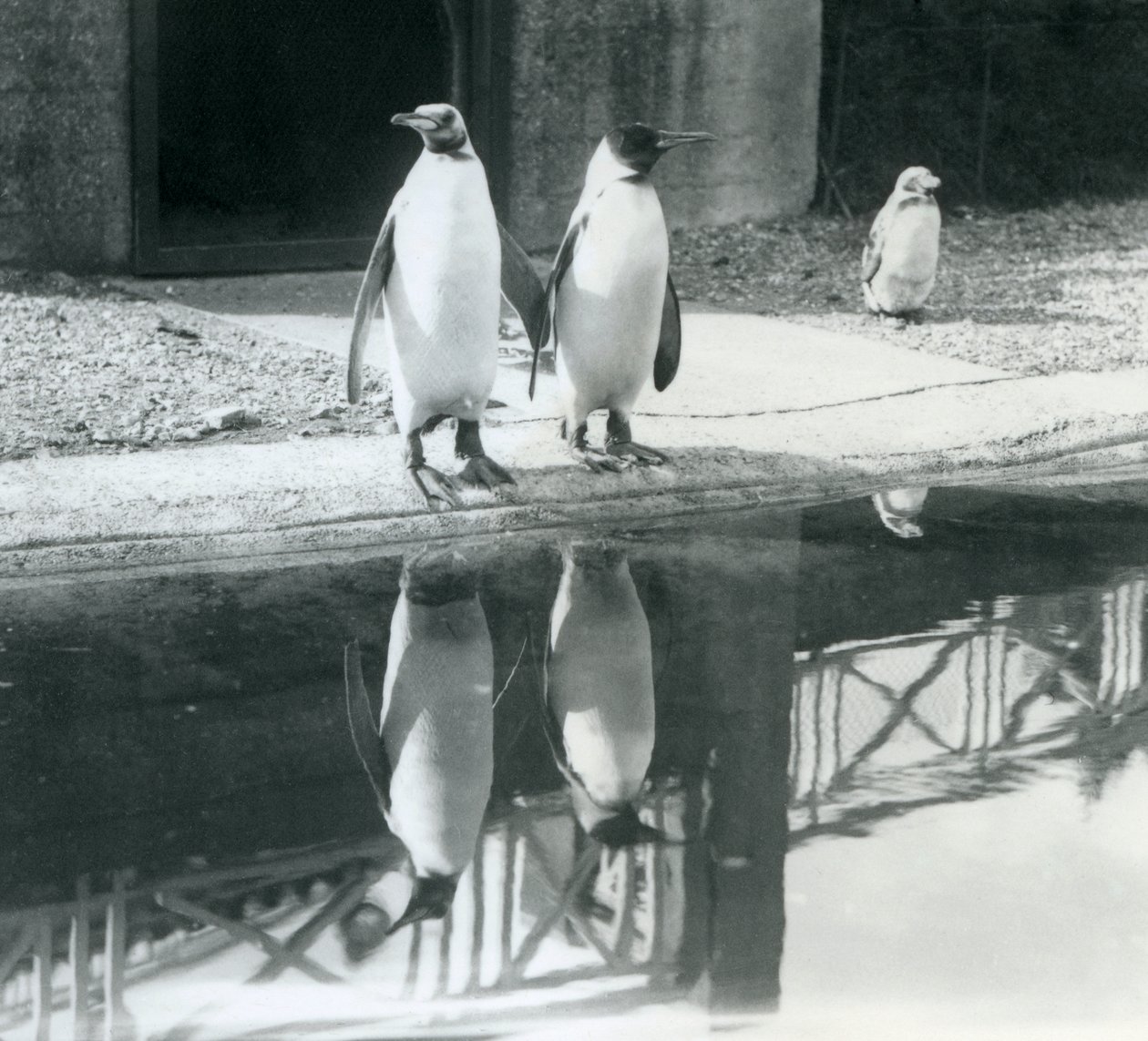 Dva dospělí tučňáci královské stojící u jejich bazénu s jejich odrazy ve vodě, londýnská zoo od Frederick William Bond