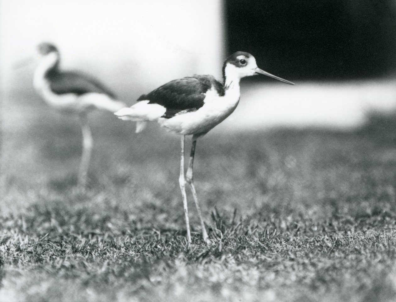 Dva černokrké chůdy stojící na trávě, London Zoo, červenec 1925 od Frederick William Bond