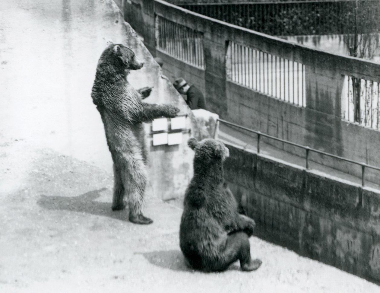 Dva medvědi hnědí, jeden stojící na zadních a jeden sedící, dívají se dolů z Mappin Terraces, London Zoo, červenec 1925 od Frederick William Bond