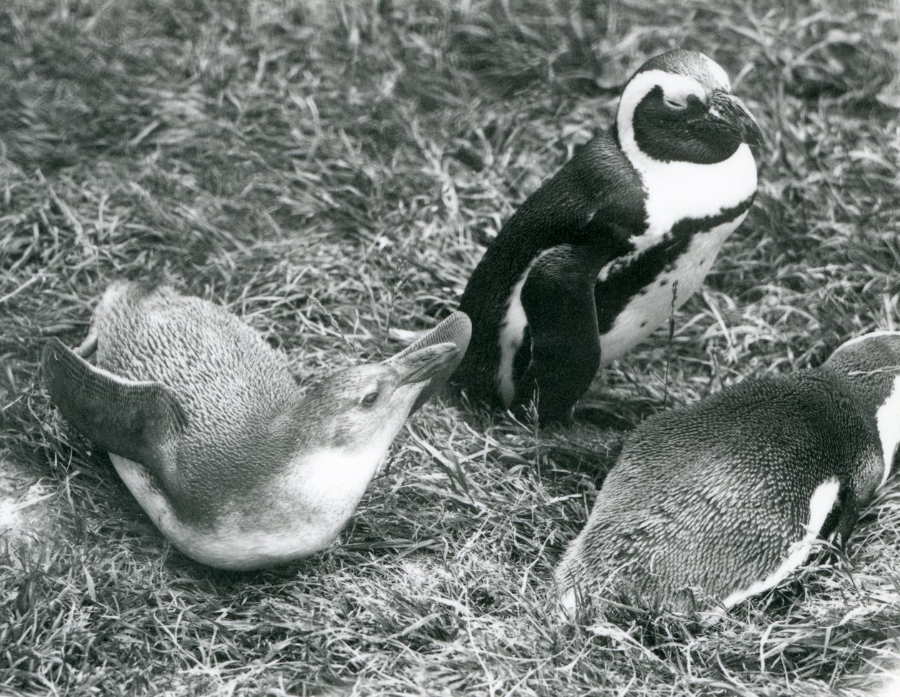 Dva mladí a jeden dospělí afričtí tučňáci černonohí, sedící a ležící na trávě, v londýnské zoo duben 1925 od Frederick William Bond