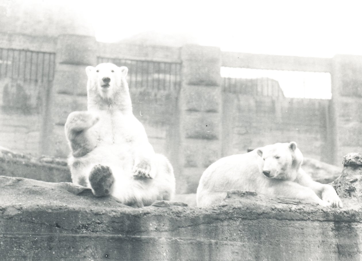 Dva lední medvědi v ZSL London Zoo, 1927 od Frederick William Bond