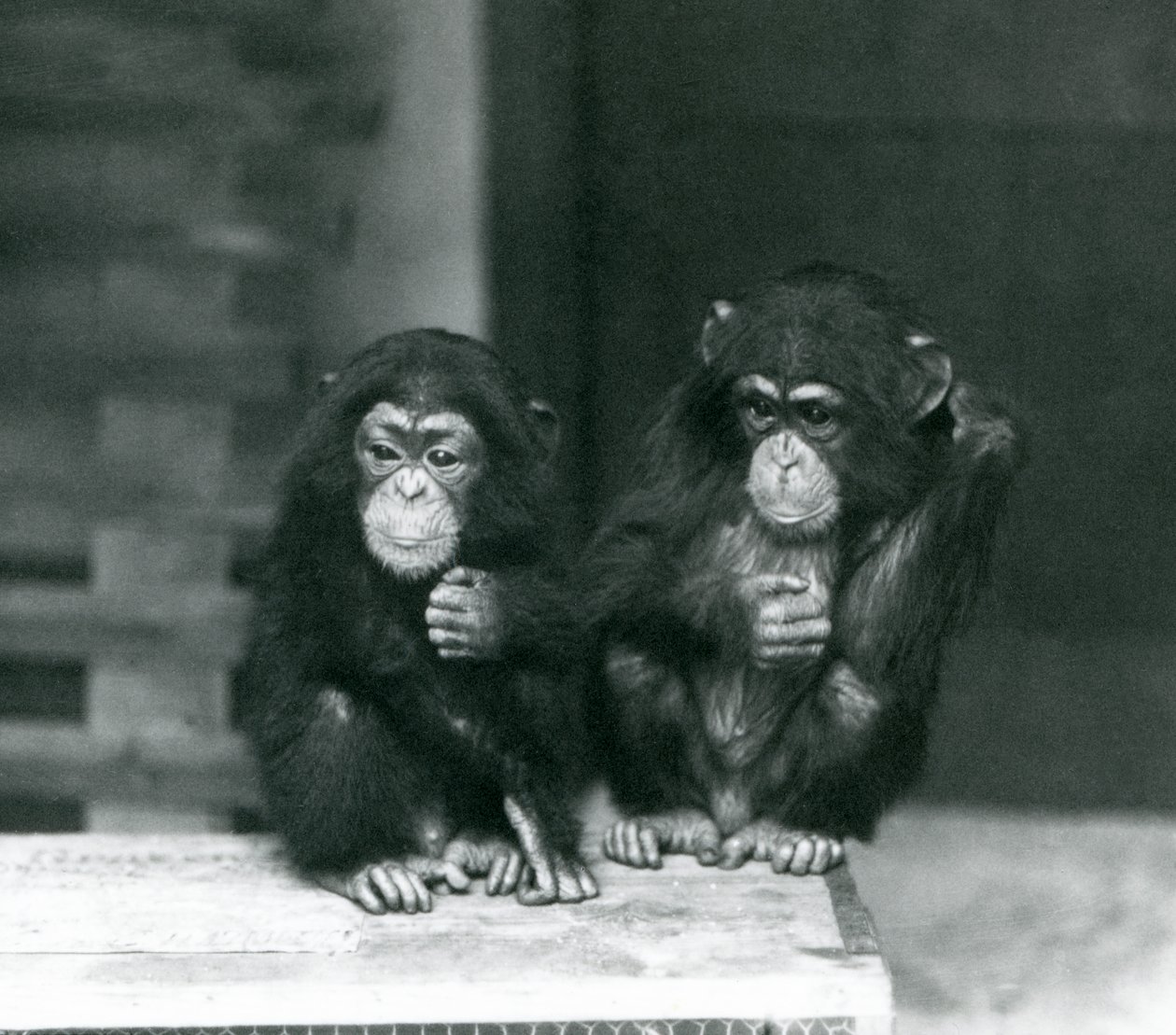 Dva mladí šimpanzi sedící na dřevěné bedně, londýnská zoo od Frederick William Bond