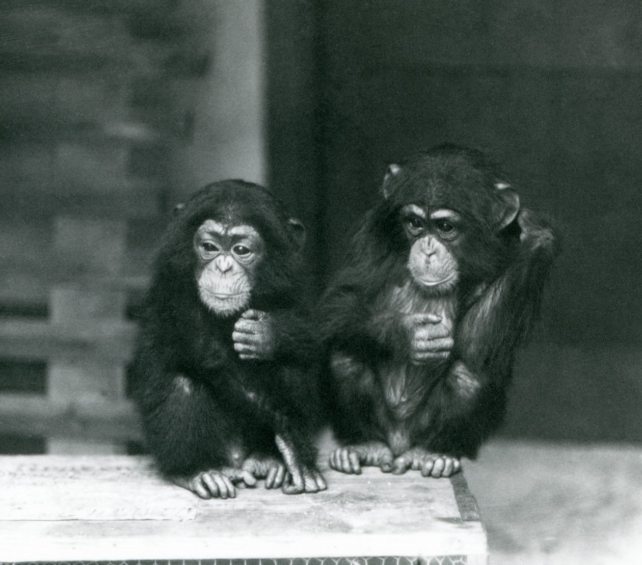 Dva mladí šimpanzi sedící na dřevěné bedně, London Zoo, 1924 od Frederick William Bond