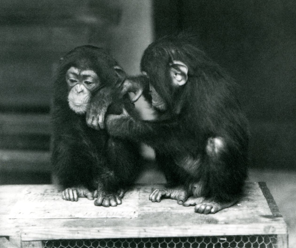 Dva mladí šimpanzi sedící na dřevěné bedně, London Zoo, 1924 od Frederick William Bond