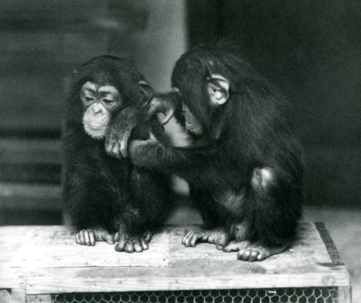 Dva mladí šimpanzi sedí na dřevěné bedně. Jeden klidně sedí, zatímco druhý si upravuje kožešinu, londýnská zoo od Frederick William Bond