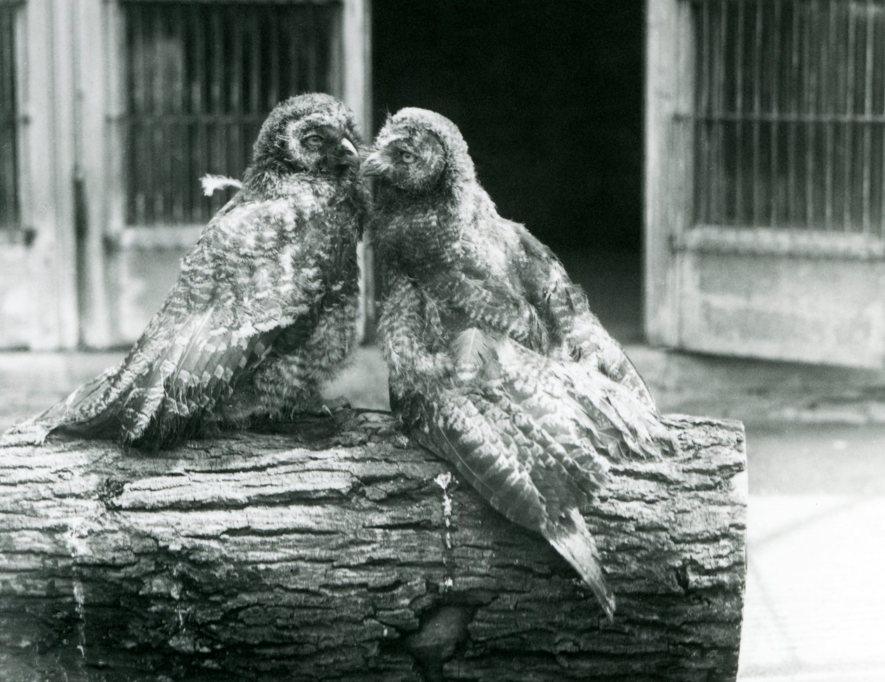 Dvě mladé sovy velké, známé také jako Laponci nebo Laponci, stojící proti sobě na kládě, Londýnská zoo, srpen 1926 (č/b foto) od Frederick William Bond