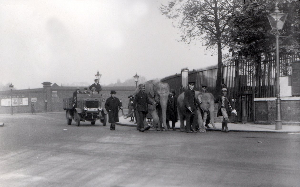 Procházka s párem slonů z doků v roce 1923 do ZSL London Zoo, kdy se to stalo naposledy od Frederick William Bond
