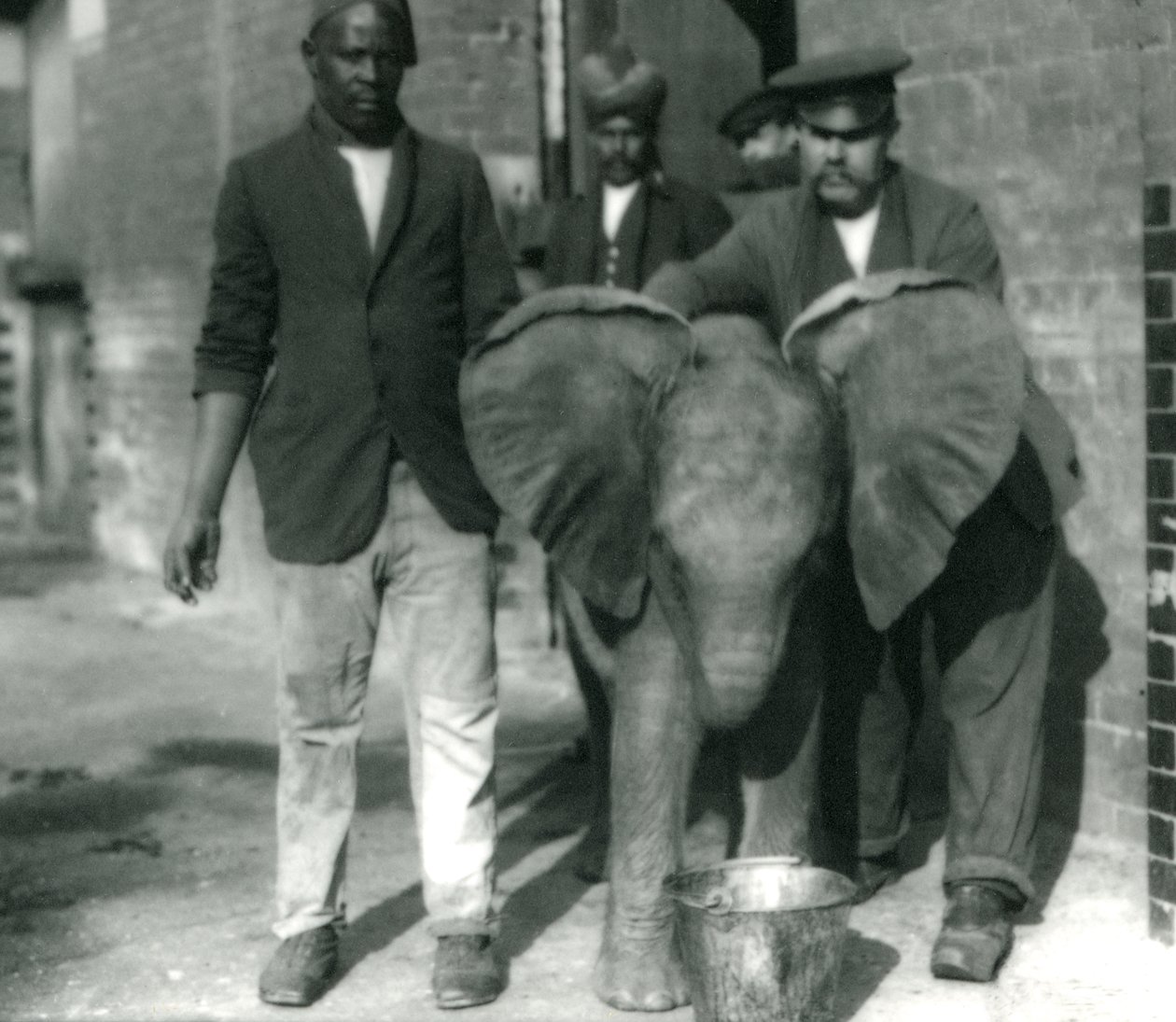 Mladý slon africký Kiberenge, pijící z kbelíku, s trenéry Darishem a Syed Ali a chovatelem H. Robertsonem v roce 1923 od Frederick William Bond