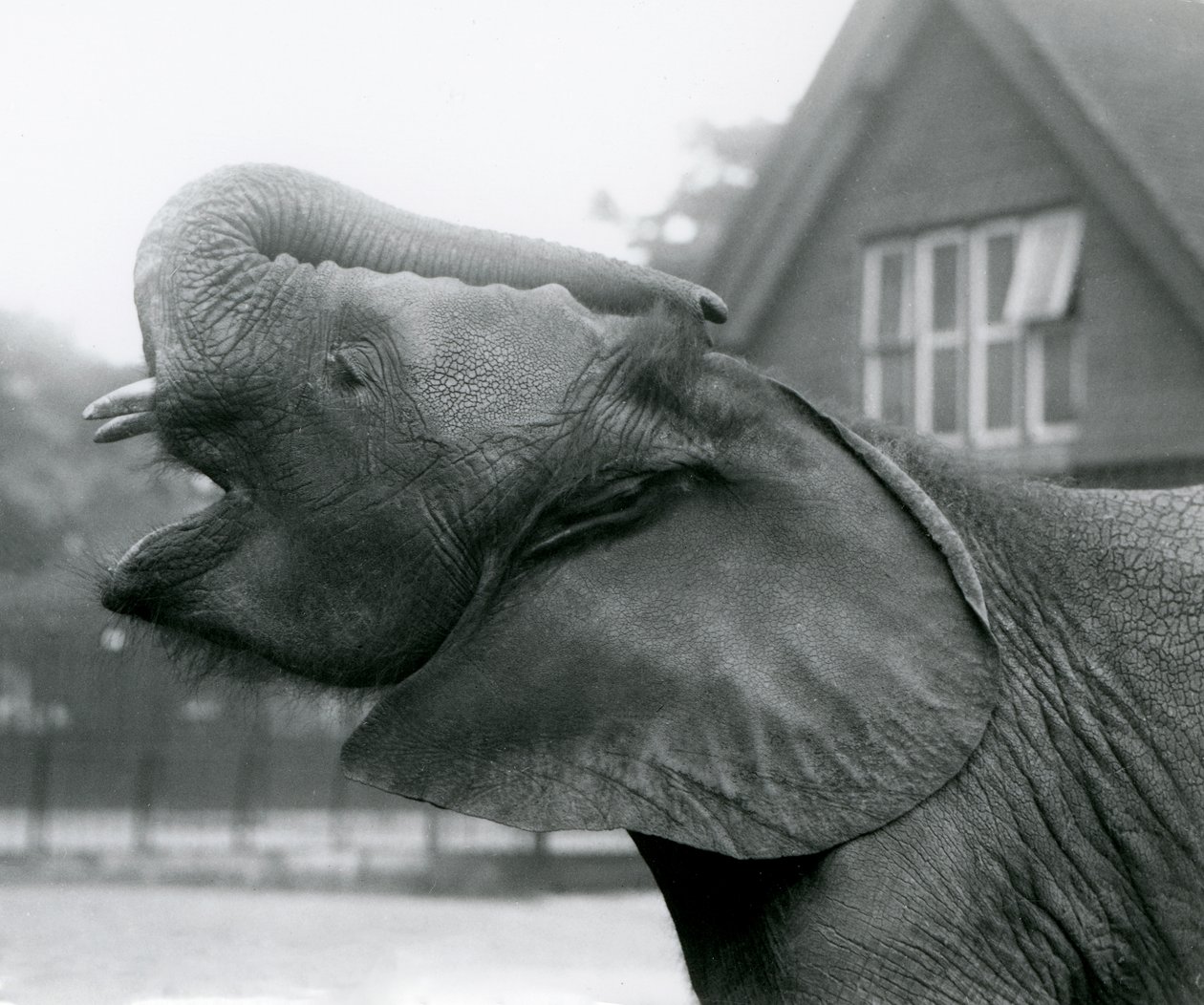 Mladý slon africký Kiberenge zvedá chobot a volá, Londýnská zoo, srpen 1925 od Frederick William Bond