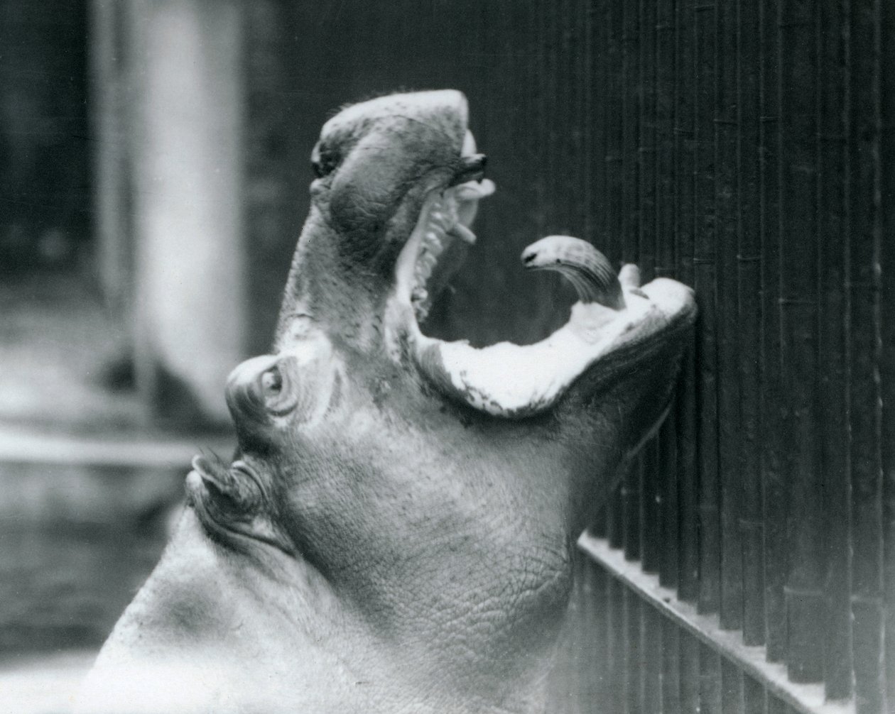 Young Hippopotamus Bobbie v londýnské zoo, 1927 od Frederick William Bond