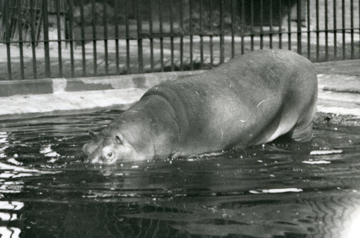 Mladý hroch Bobbie vstoupil do svého bazénu v londýnské zoo v srpnu 1927 od Frederick William Bond