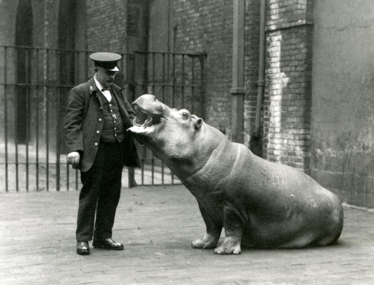 Mladý hroch Bobbie sedí u chovatele Ernieho Bowmana, Londýnská zoo, červenec 1923 (černobílá fotografie) od Frederick William Bond