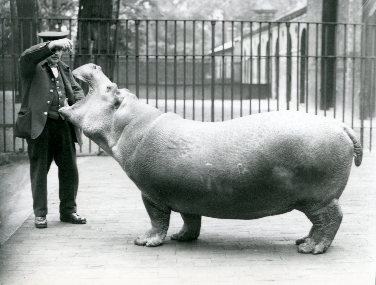 Mladý hroch Bobbie s chovatelem Erniem Bowmanem, Londýnská zoo, červenec 1923 (černobílá fotografie) od Frederick William Bond