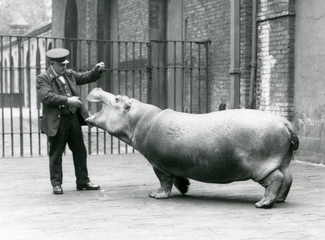 Mladý hroch Bobbie s chovatelem Erniem Bowmanem, Londýnská zoo, červenec 1923 (černobílá fotografie) od Frederick William Bond