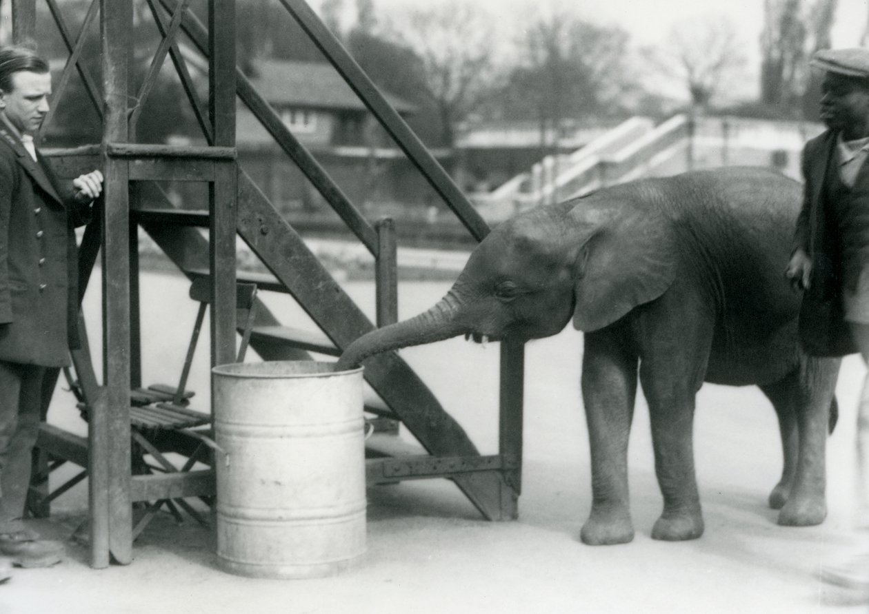 Mladá samice afrického trpasličího slona Oojah zkoumá sud s chobotem, zatímco její ošetřovatel a cvičitel přihlížejí, Londýnská zoo, červenec 1925 od Frederick William Bond