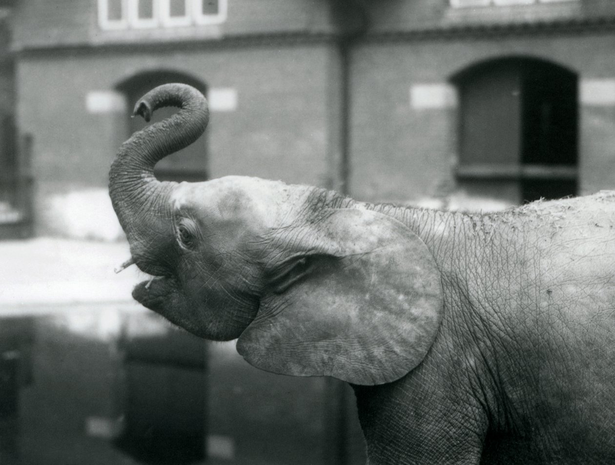 Mladá samice afrického trpasličího slona Oojah zvedající chobot v londýnské zoo, srpen 1925 od Frederick William Bond