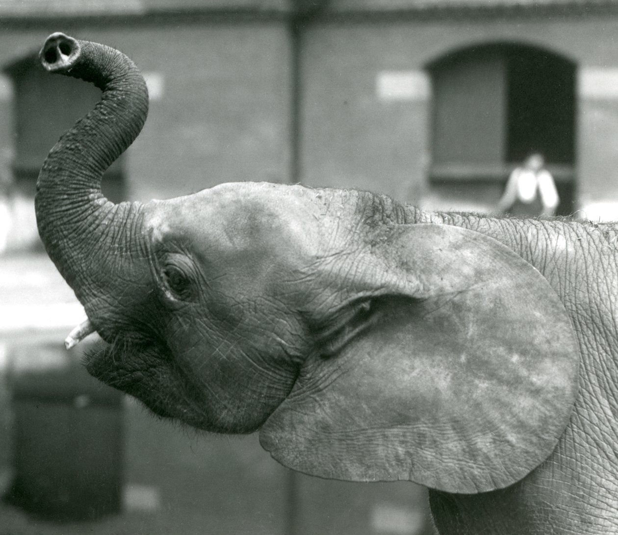 Mladá samice afrického trpasličího slona Oojah zvedající chobot v londýnské zoo, srpen 1925 od Frederick William Bond