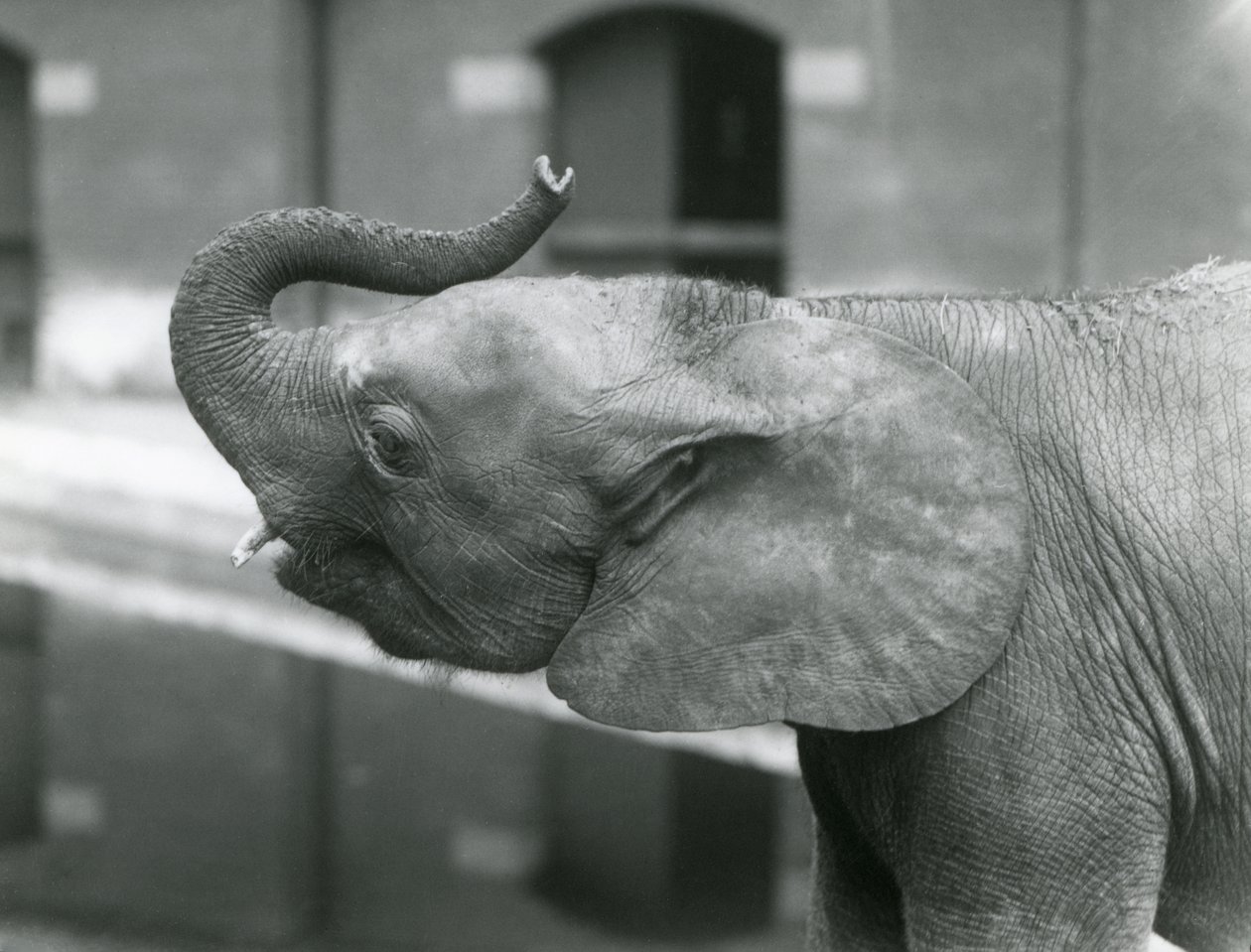 Mladá samice afrického trpasličího slona Oojah zvedající chobot v londýnské zoo, červenec 1925 od Frederick William Bond