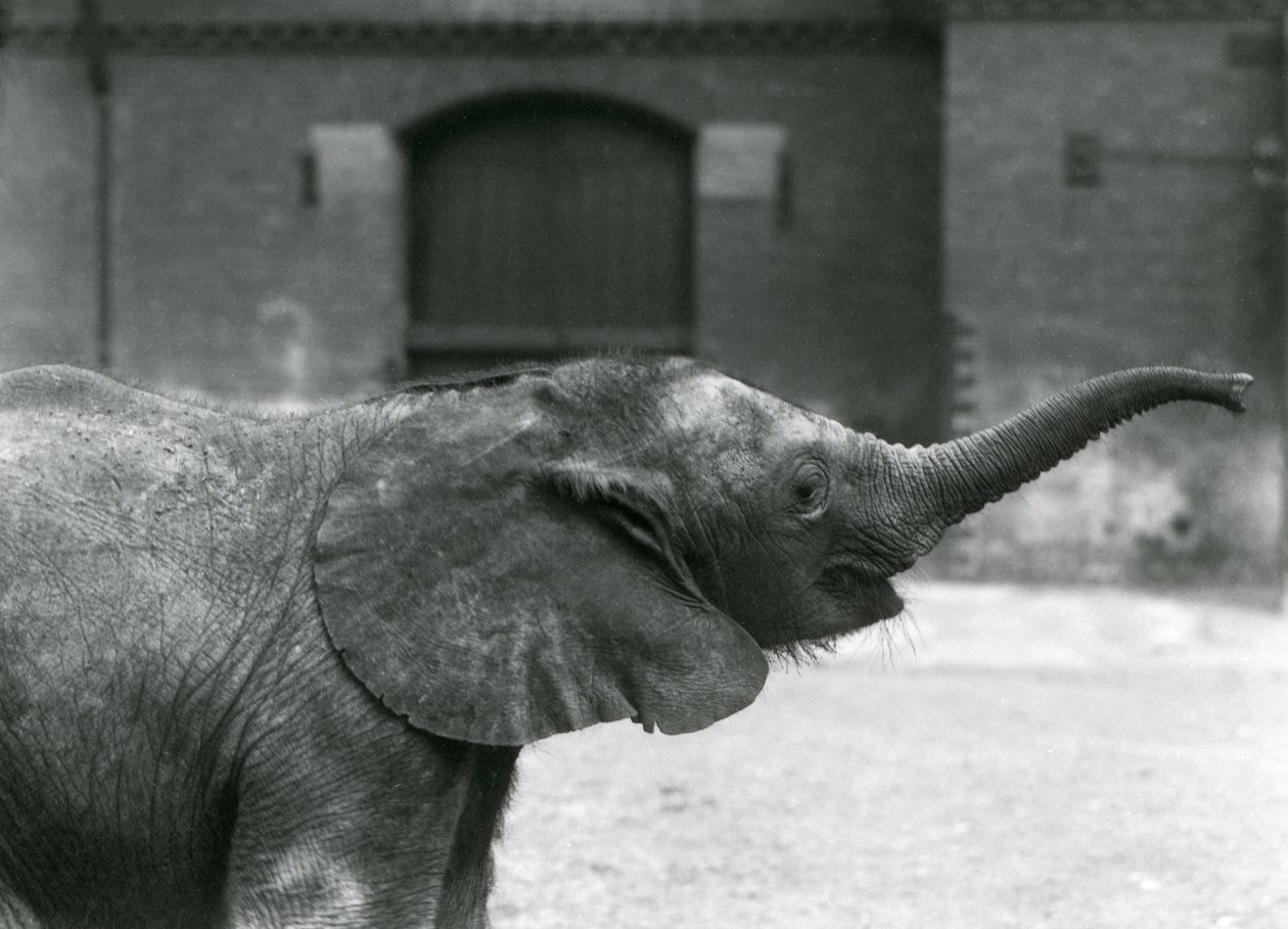 Mladá samice afrických trpasličích slonů Oojah zvedá chobot pro pamlsek v londýnské zoo, červenec 1925 od Frederick William Bond