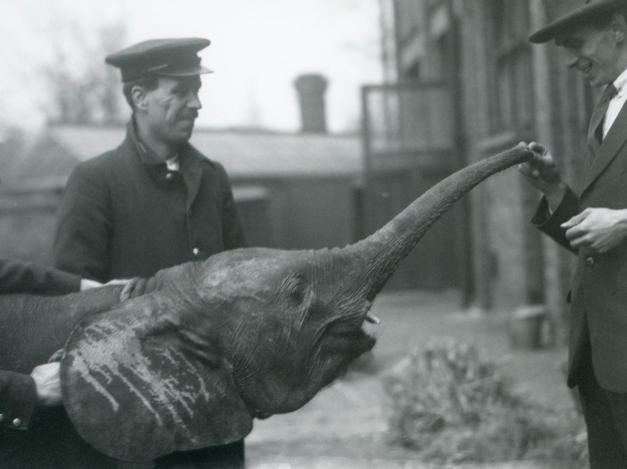 Mladá samice trpasličího afrického slona Oojah zvedá chobot pro pamlsek v londýnské zoo, červen 1925 od Frederick William Bond