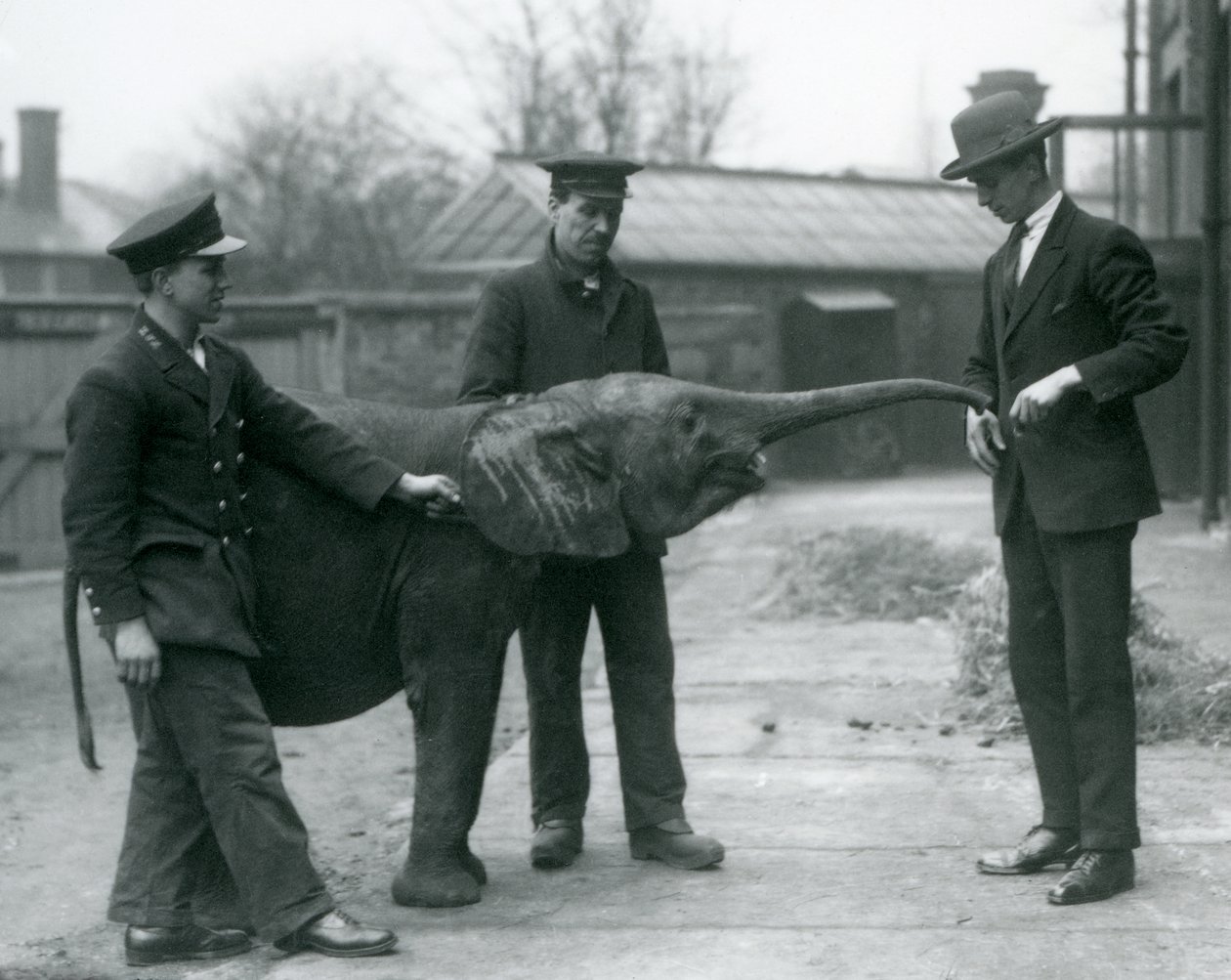 Mladá samice trpasličího afrického slona Oojah zvedá chobot pro pamlsek v londýnské zoo, červen 1925 od Frederick William Bond