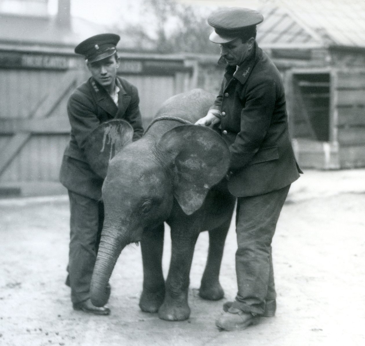 Mladá samice slona Pygmyho Oojah se dvěma chovateli v londýnské zoo v dubnu 1925 od Frederick William Bond