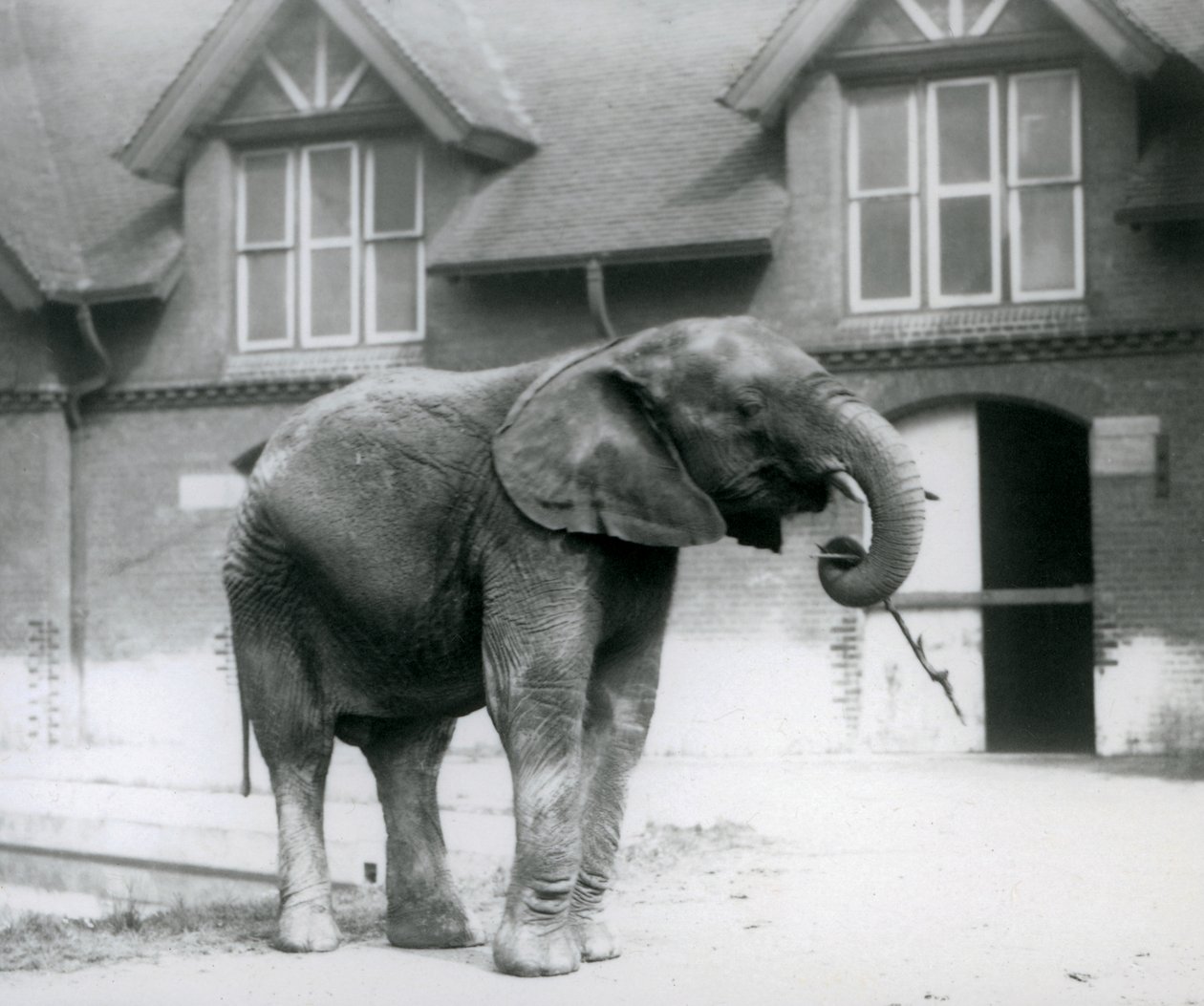 Mladý samec slona afrického Kiberenge stojící před Elephant House, London Zoo, červen 1927 od Frederick William Bond