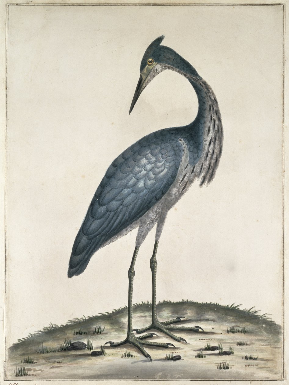 A Heron, 1789 (wc a inkoust na papíře) od Frederick William Hayes