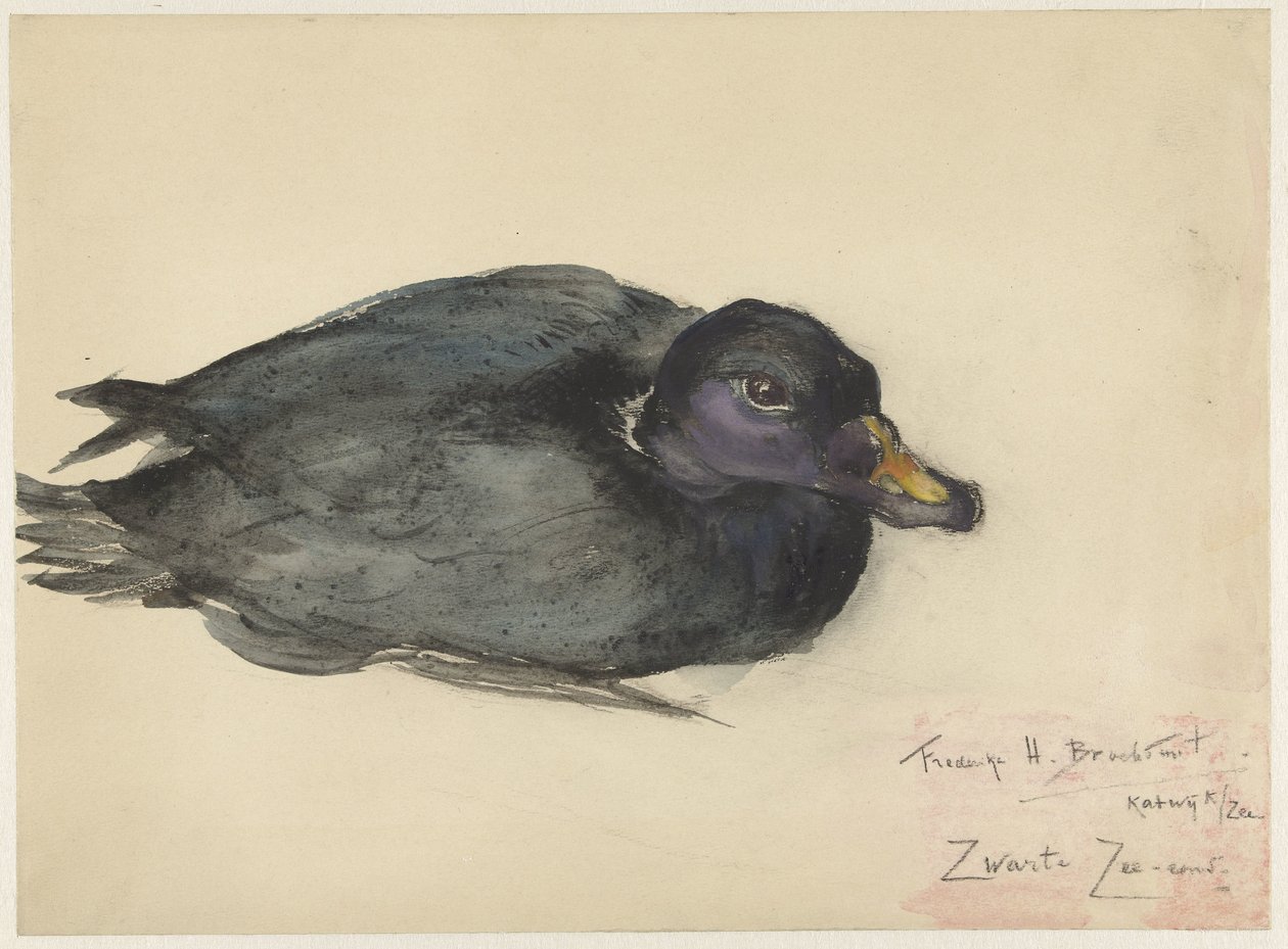 Black Scoter od Frederika Henriëtte Broeksmit