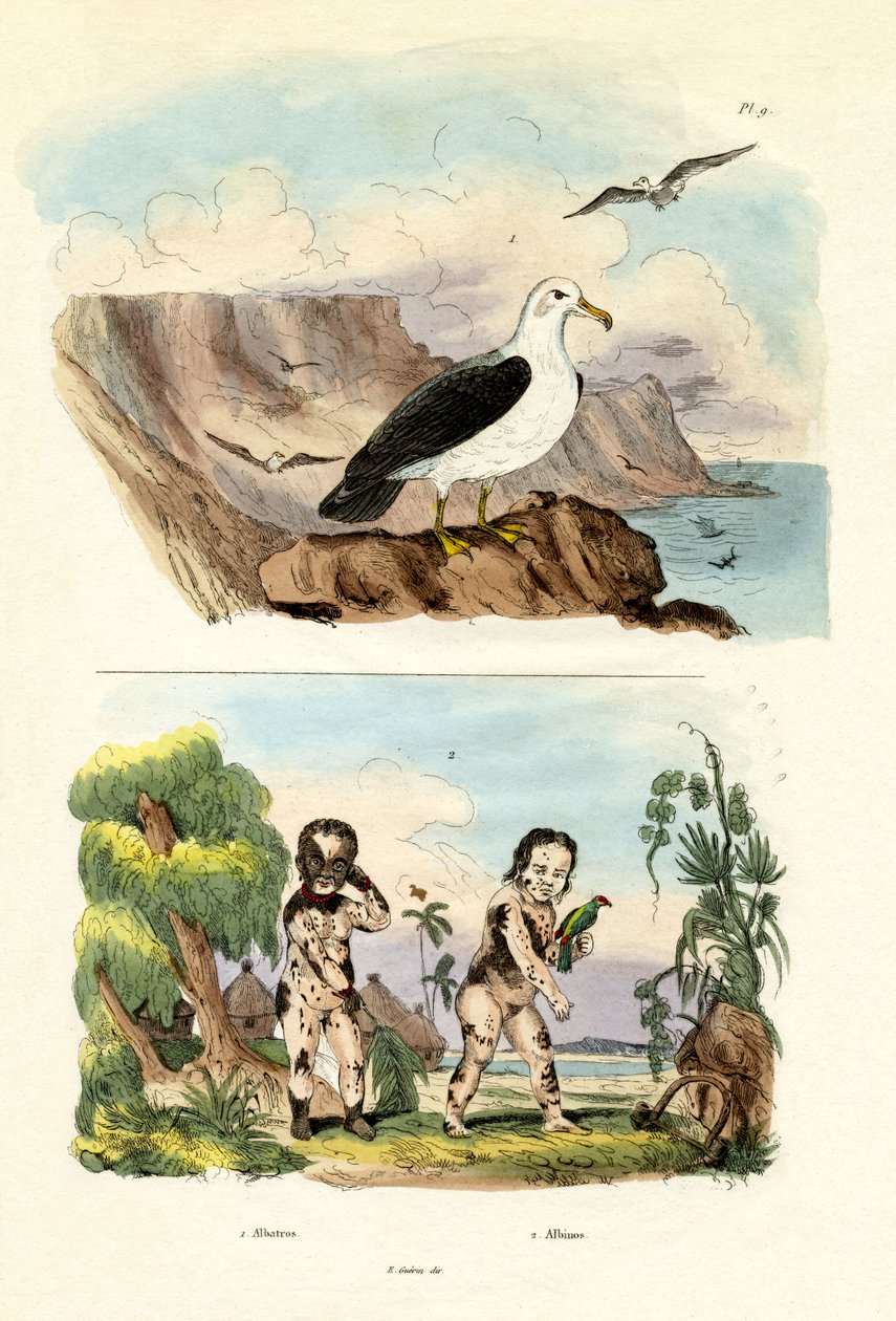 Albatros, 1833-39 od French School
