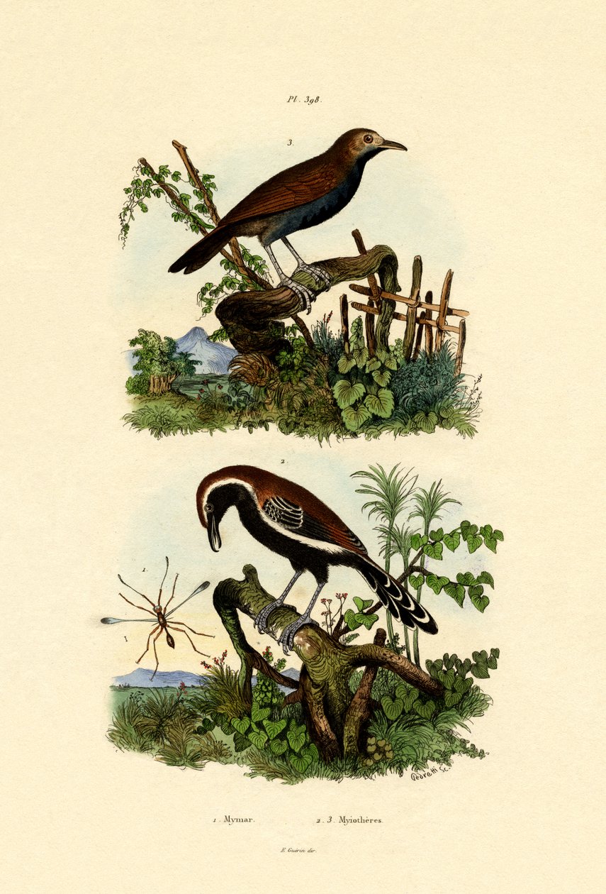 Antbirds, 1833-39 od French School