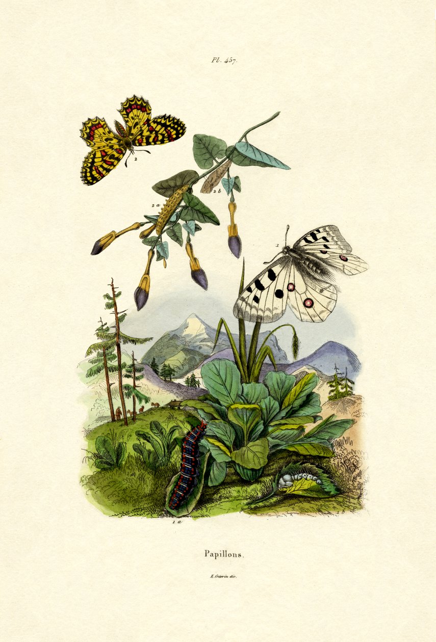 Apollo Butterfly, 1833-39 od French School