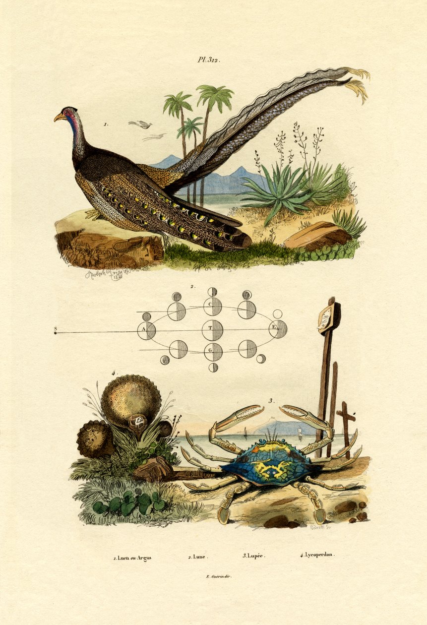 Bažant Argus, 1833-39 od French School