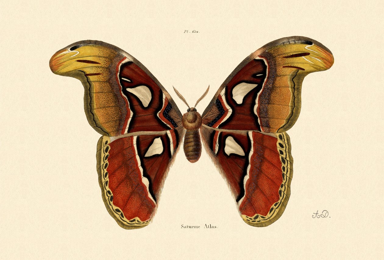 Atlas Moth, 1833-39 od French School