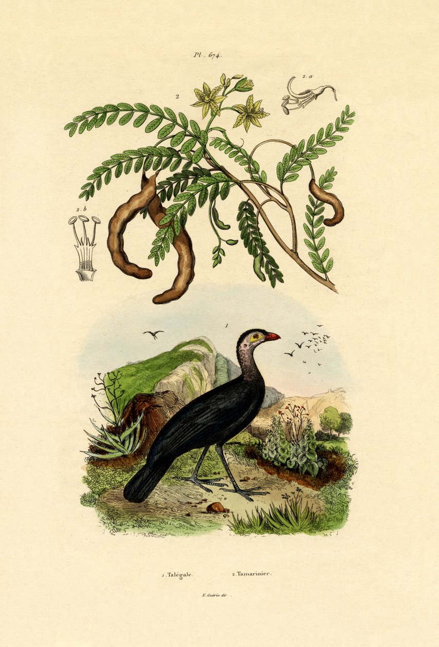 Australský Bush Turecko, 1833-39 od French School
