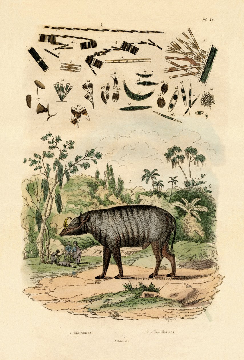 Babiruša, 1833-39 od French School