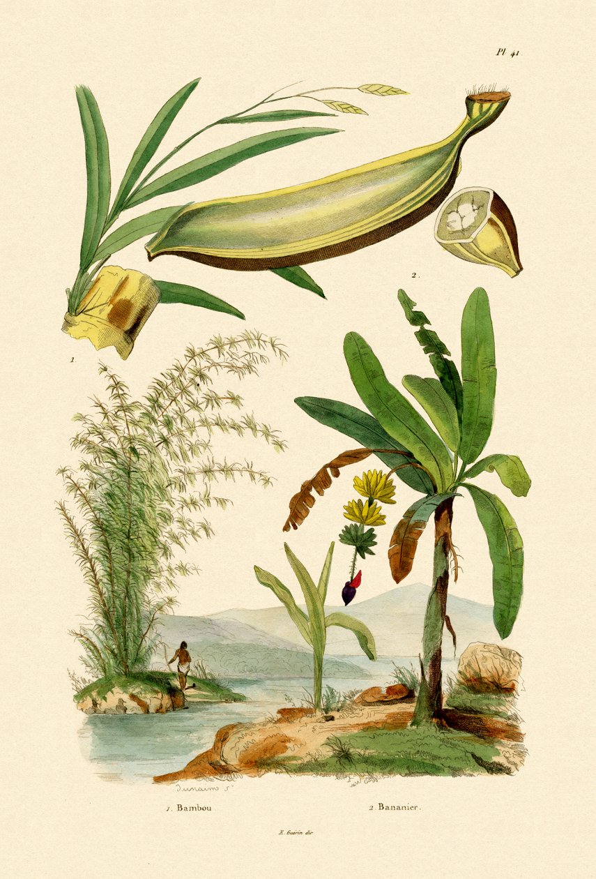 Bambus, 1833-39 od French School