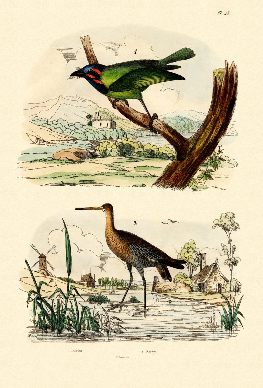 Barbet, 1833-39 od French School