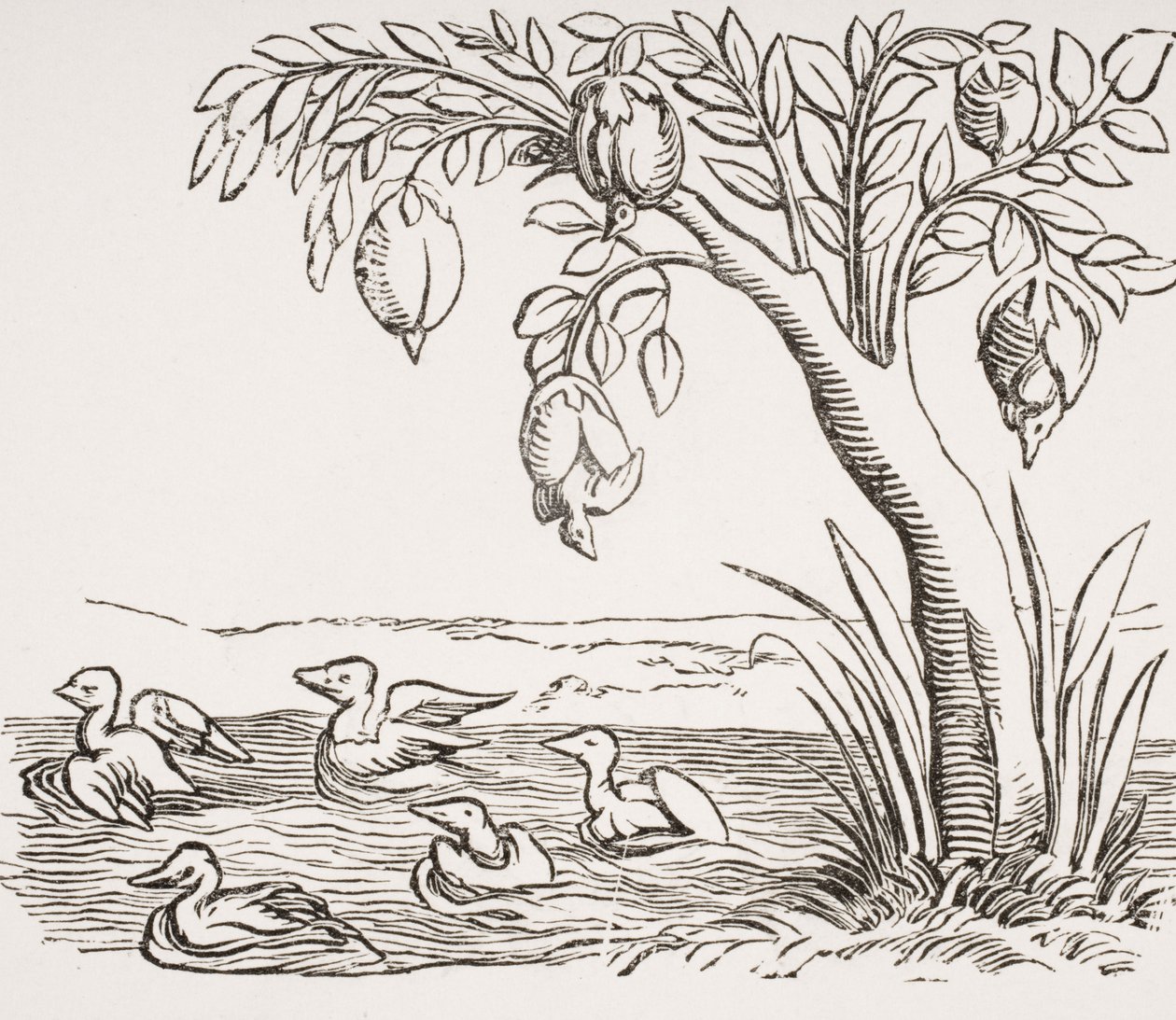 Barnacle Geese, podle dřevorytu v 