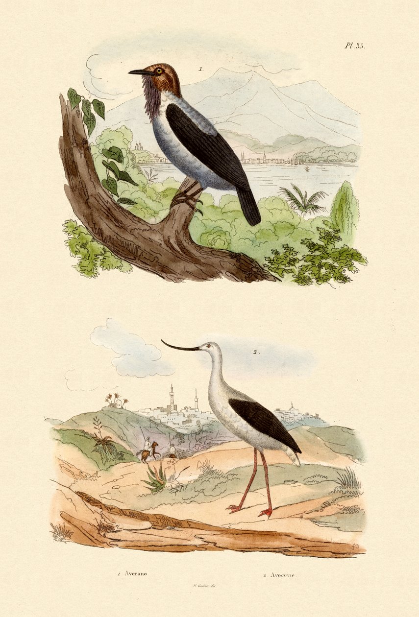 Vousatý zvonek, 1833-39 od French School