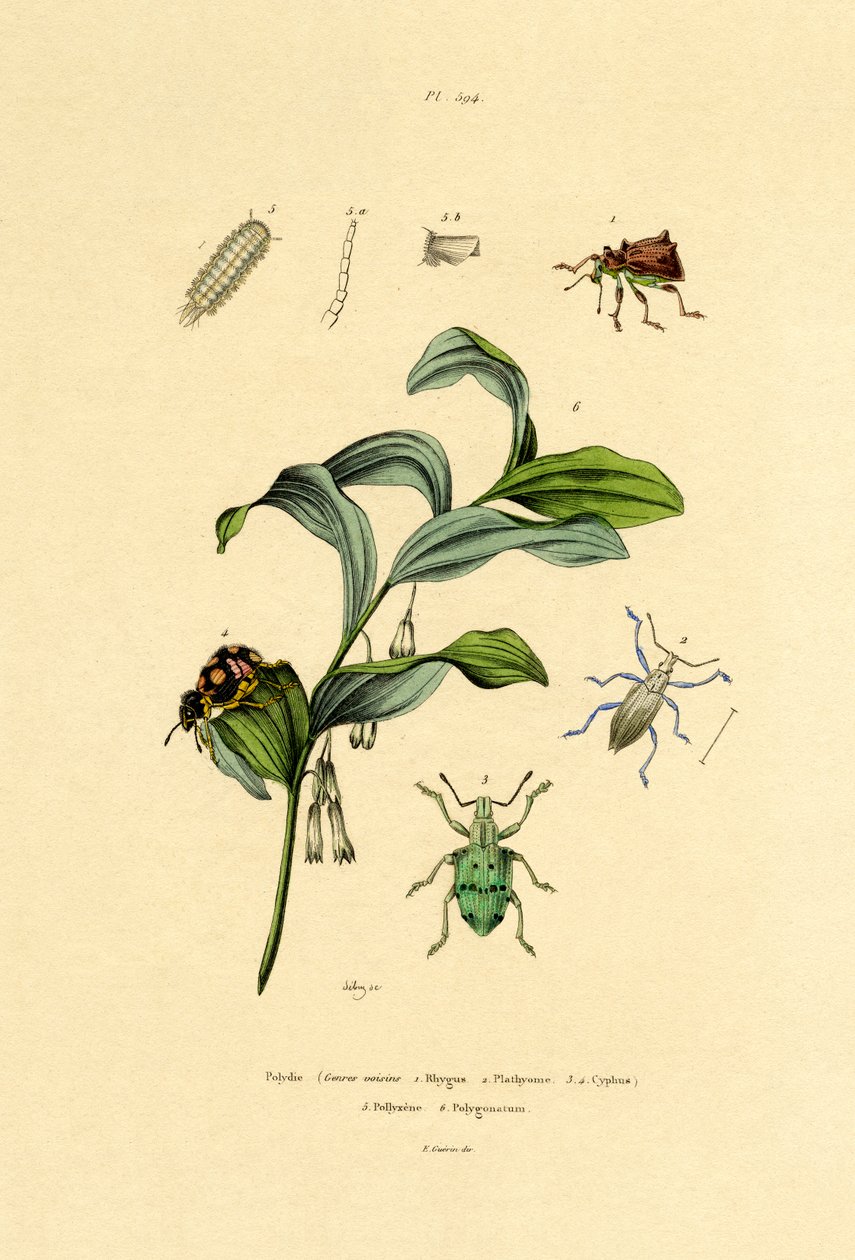 Brouci, 1833-39 od French School