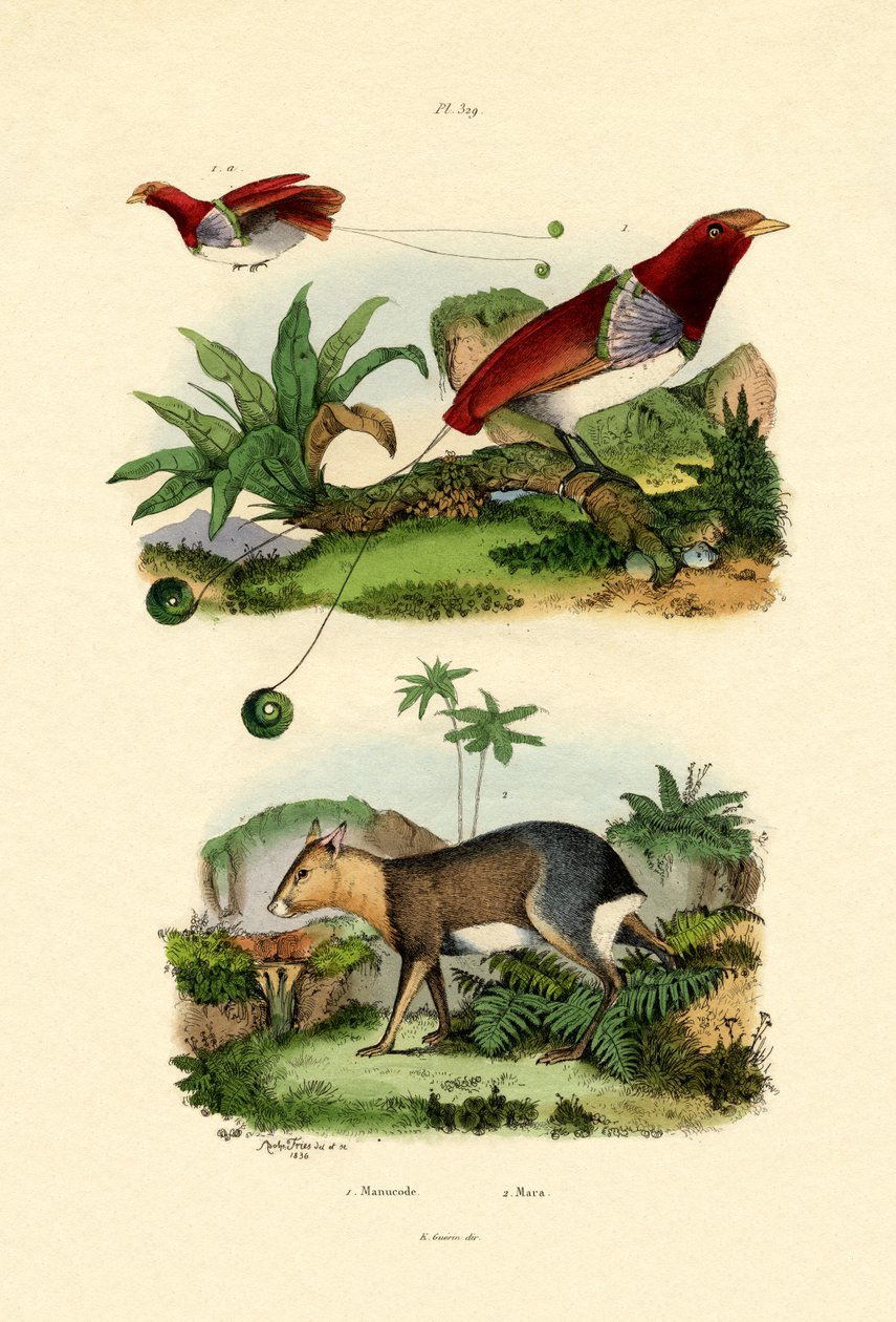 Bird of Paradise, 1833-39 od French School