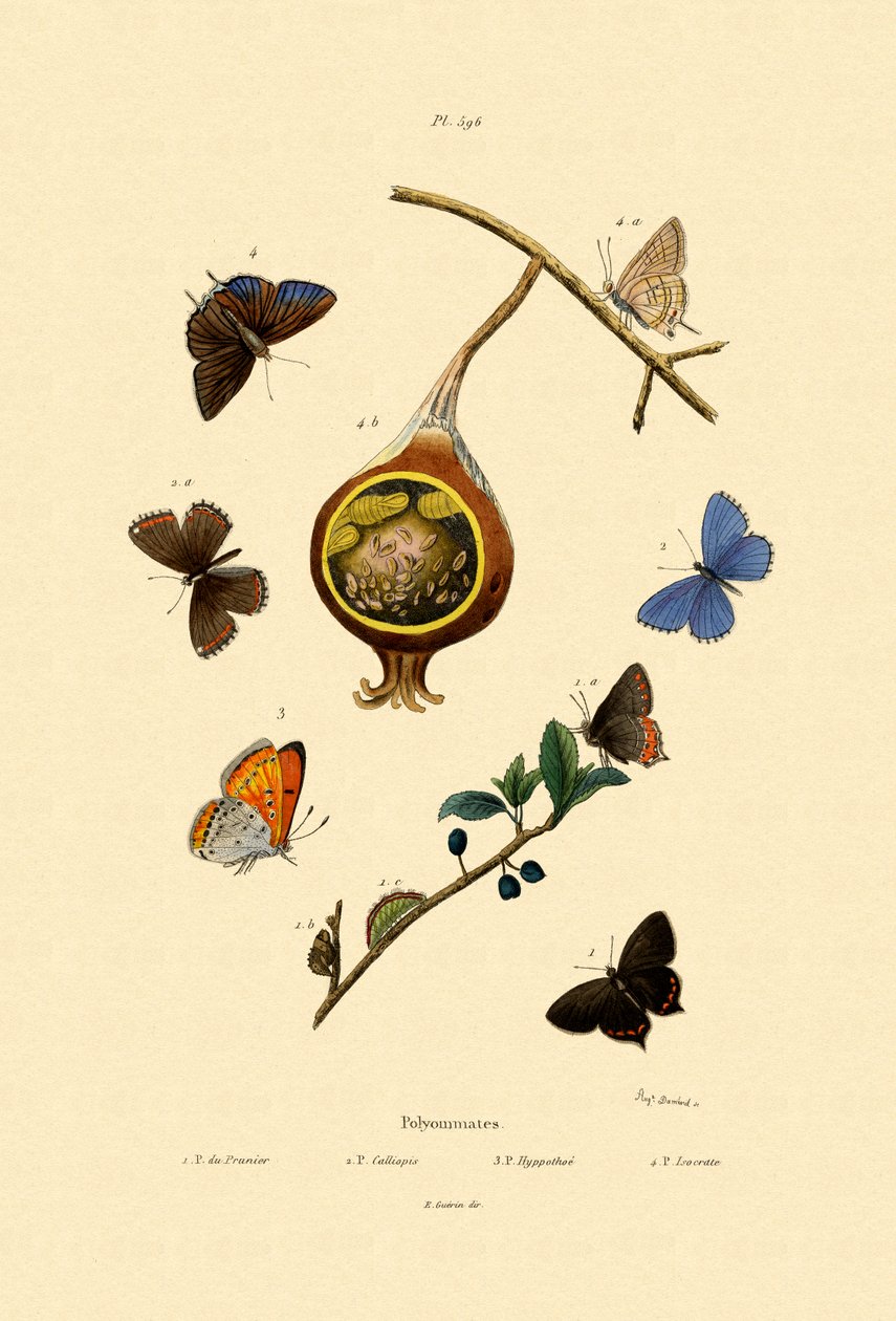 Černé vlasy, 1833-39 od French School